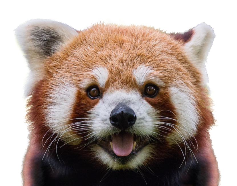 Red Panda Reviews Icon, Logo, and Title